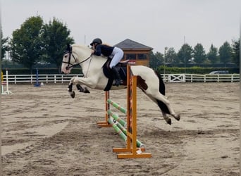 Cob, Hongre, 4 Ans, 153 cm, Tobiano-toutes couleurs