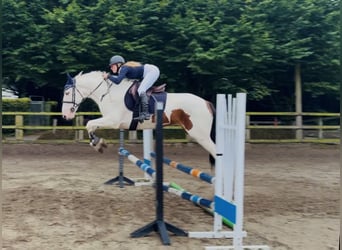 Cob, Hongre, 4 Ans, 153 cm, Tobiano-toutes couleurs