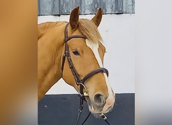 Cob Croisé, Hongre, 4 Ans, 154 cm, Alezan brûlé