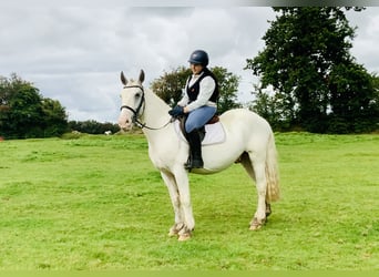 Cob, Hongre, 4 Ans, 155 cm, Pinto