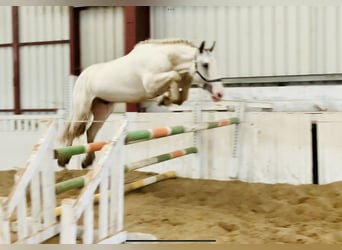 Cob, Hongre, 4 Ans, 155 cm, Pinto