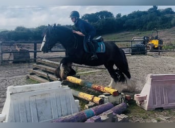 Cob, Hongre, 4 Ans, 156 cm, Noir