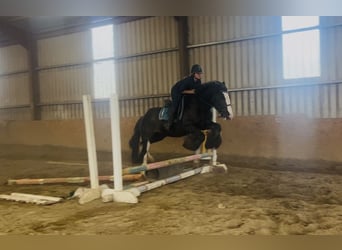 Cob, Hongre, 4 Ans, 156 cm, Noir