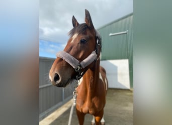 Cob, Hongre, 4 Ans, 158 cm, Pinto