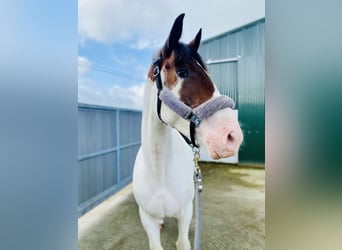 Cob, Hongre, 4 Ans, 158 cm, Pinto