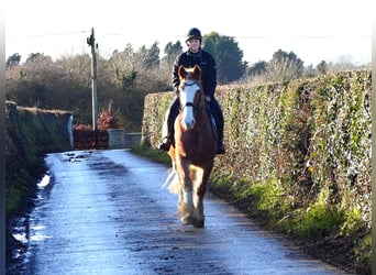 Cob, Hongre, 4 Ans, 159 cm, Rouan Rouge