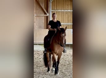 Cob, Hongre, 4 Ans, 162 cm, Bai cerise
