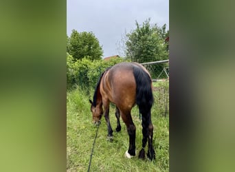 Cob, Hongre, 4 Ans, 162 cm, Bai