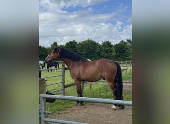 Cob, Hongre, 4 Ans, 162 cm, Bai