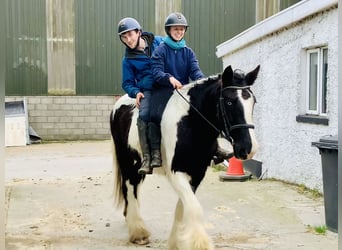 Cob, Hongre, 4 Ans, 162 cm, Pinto