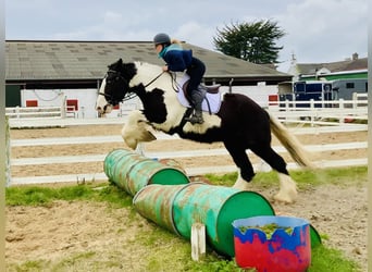 Cob, Hongre, 4 Ans, 162 cm, Pinto