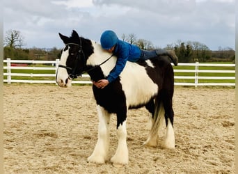 Cob, Hongre, 4 Ans, 162 cm, Pinto