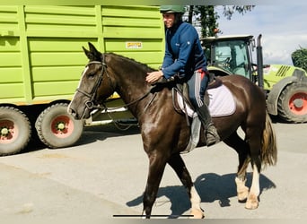 Cob, Hongre, 4 Ans, 165 cm, Noir