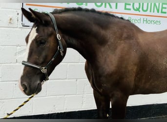 Cob, Hongre, 4 Ans, 165 cm, Noir