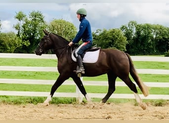 Cob, Hongre, 4 Ans, 165 cm, Noir