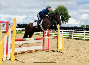 Cob, Hongre, 4 Ans, 165 cm, Noir