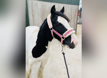 Cob, Hongre, 5 Ans, 125 cm, Pinto