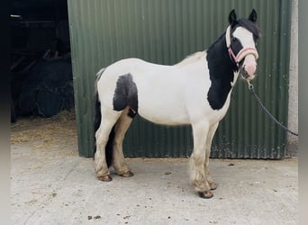 Cob, Hongre, 5 Ans, 125 cm, Pinto