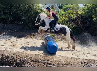 Cob, Hongre, 5 Ans, 128 cm, Pinto