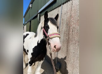 Cob, Hongre, 5 Ans, 128 cm, Pinto