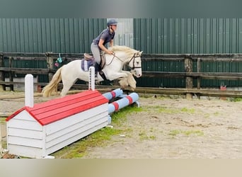 Cob, Hongre, 5 Ans, 136 cm, Gris