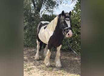 Cob Croisé, Hongre, 5 Ans, 138 cm, Tobiano-toutes couleurs