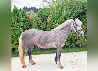 Cob, Hongre, 5 Ans, 142 cm, Rouan bleu