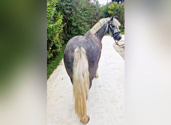 Cob, Hongre, 5 Ans, 142 cm, Rouan bleu