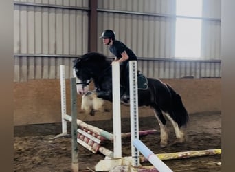 Cob, Hongre, 5 Ans, 145 cm, Noir