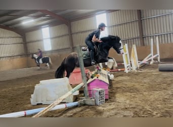 Cob, Hongre, 5 Ans, 145 cm, Noir