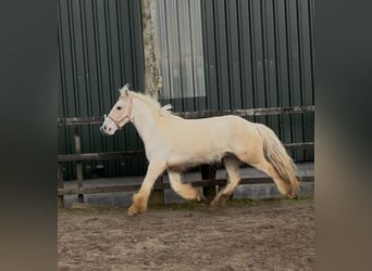 Cob, Hongre, 5 Ans, 145 cm, Palomino