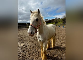 Cob, Hongre, 5 Ans, 145 cm, Palomino