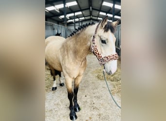 Cob, Hongre, 5 Ans, 146 cm, Isabelle