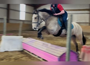 Cob, Hongre, 5 Ans, 146 cm, Isabelle