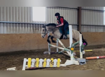 Cob, Hongre, 5 Ans, 146 cm, Isabelle