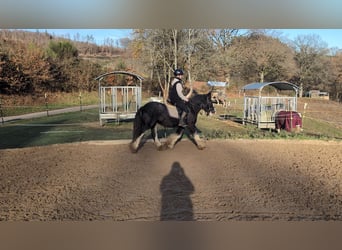 Cob, Hongre, 5 Ans, 146 cm, Rouan Bleu