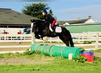 Cob, Hongre, 5 Ans, 148 cm, Noir