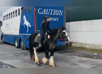 Cob, Hongre, 5 Ans, 148 cm, Noir