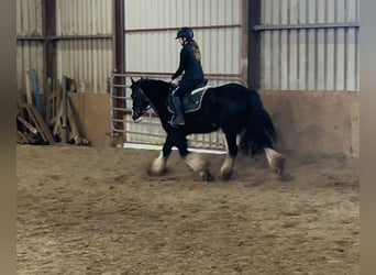 Cob, Hongre, 5 Ans, 148 cm, Noir