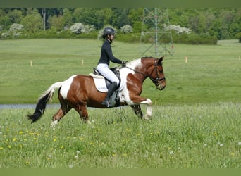 Cob, Hongre, 5 Ans, 150 cm, Pinto