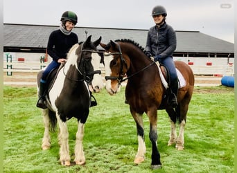 Cob, Hongre, 5 Ans, 152 cm, Bai