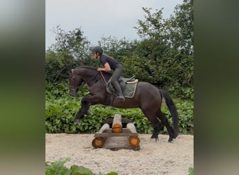 Cob, Hongre, 5 Ans, 155 cm, Noir