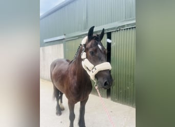 Cob, Hongre, 5 Ans, 155 cm, Noir
