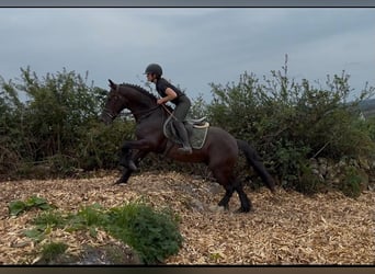Cob, Hongre, 5 Ans, 155 cm, Noir