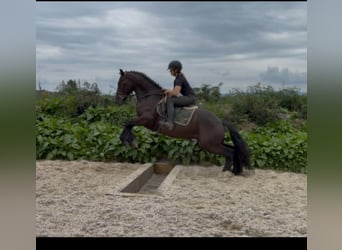 Cob, Hongre, 5 Ans, 155 cm, Noir