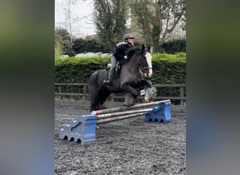 Cob, Hongre, 5 Ans, 156 cm, Noir