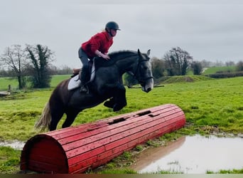 Cob, Hongre, 5 Ans, 159 cm, Rouan Bleu