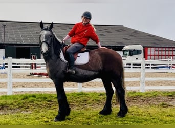 Cob, Hongre, 5 Ans, 159 cm, Rouan Bleu
