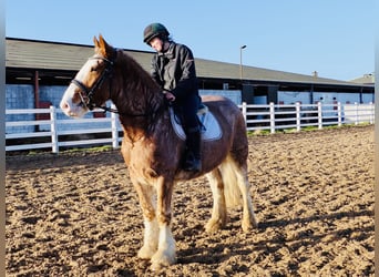 Cob, Hongre, 5 Ans, 159 cm, Rouan Rouge
