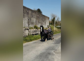 Cob, Hongre, 6 Ans, 125 cm, Noir